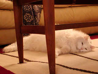 My Cat, Cyrano